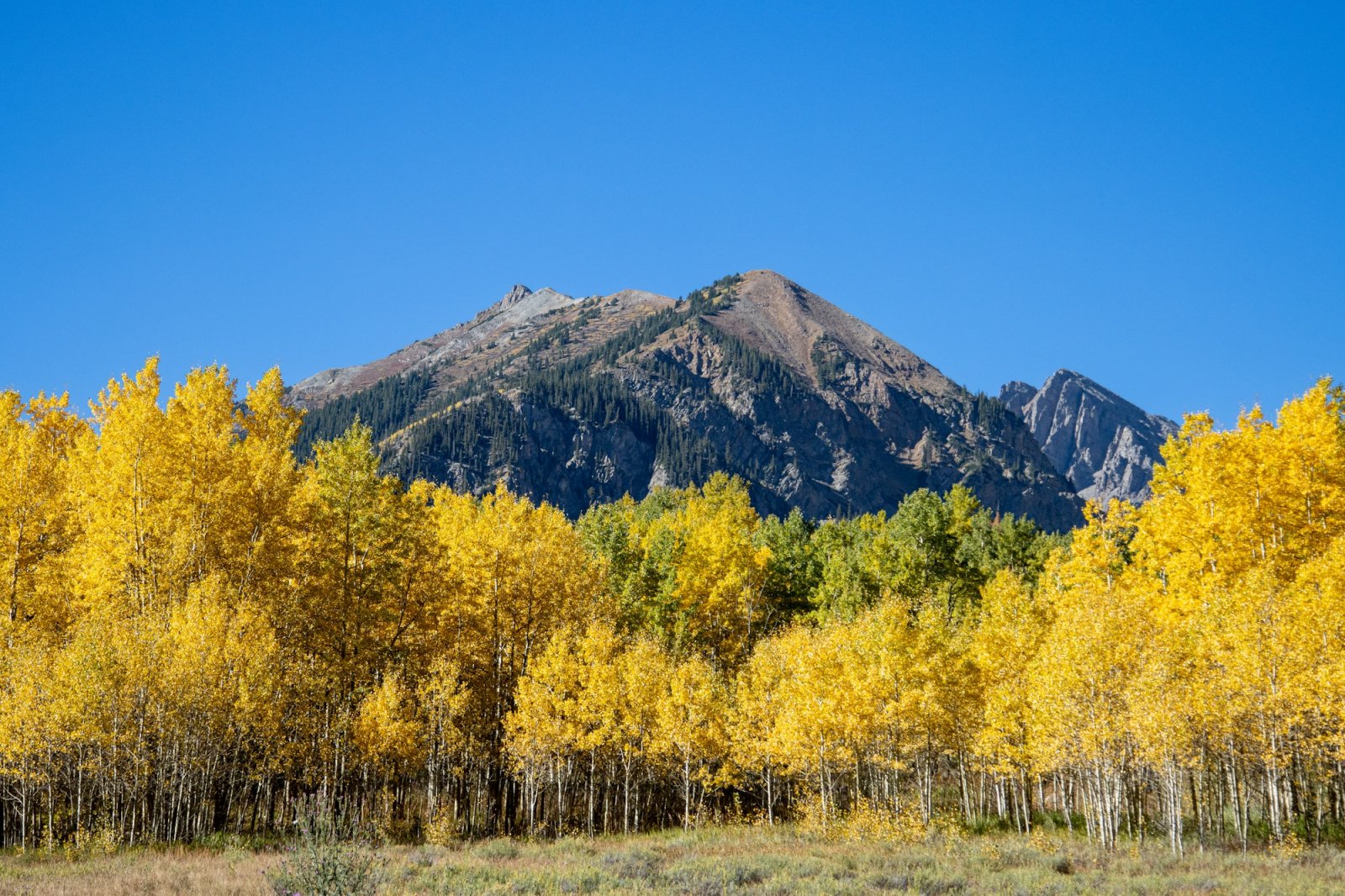 Golden aspens, Aspen, Colorado
